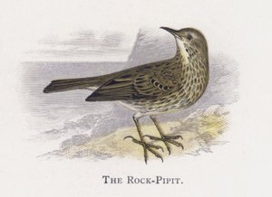The Rock-Pipit